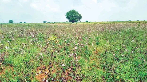 నల్ల బారుతున్న.. తెల్లబంగారం