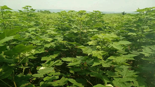 kumaram bheem asifabad- పత్తిలో చీడపీడలు