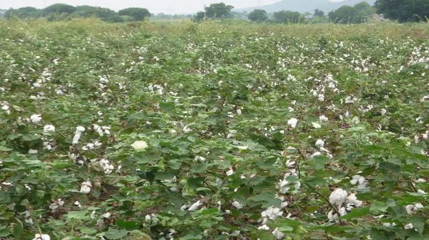 ‘మద్దతు’ దక్కేనా..?