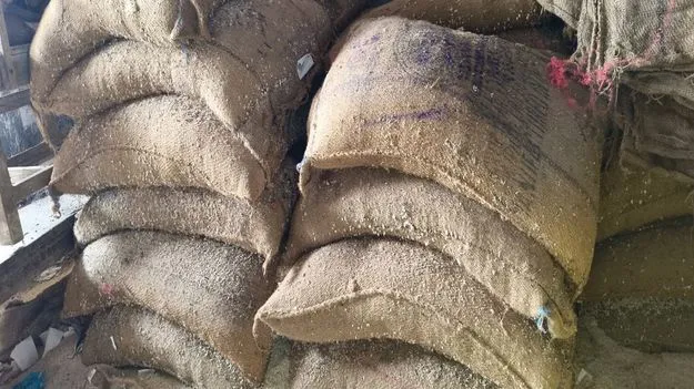 రేషన్‌ షాపుల్లో ముక్కిపోతున్న దొడ్డు బియ్యం