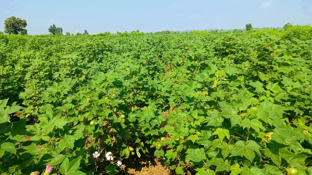 kumaram bheem asifabad- పత్తి కొనుగోళ్లకు సన్నద్ధం