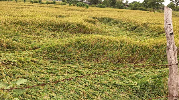 kumaram bheem asifabad- దెబ్బతిన్న పంటలు.. ఆందోళనలో రైతులు 