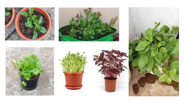 Grow Leafy Greens in Pots: కుండీల్లో ఆకుకూరలు
