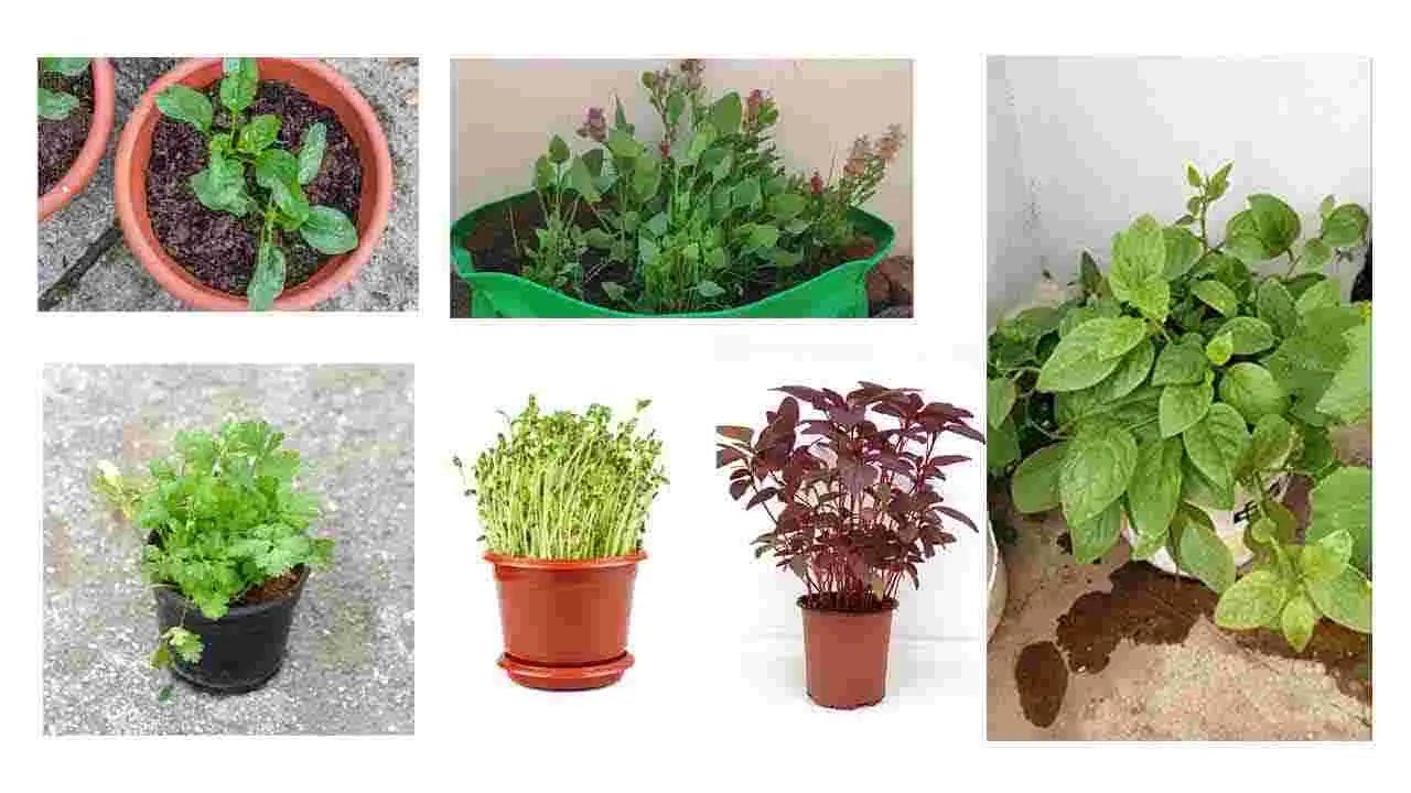 Grow Leafy Greens in Pots: కుండీల్లో ఆకుకూరలు