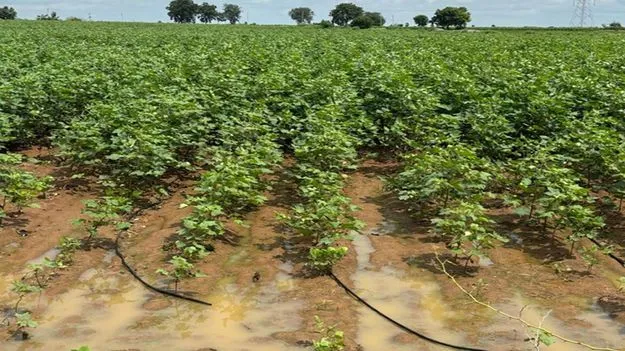 పత్తి రైతు విలవిల