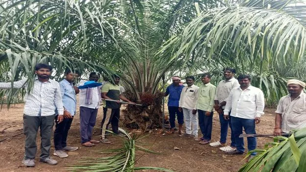 ఆయిల్‌పామ్‌ సాగుపై   అన్నదాతల ఆసక్తి