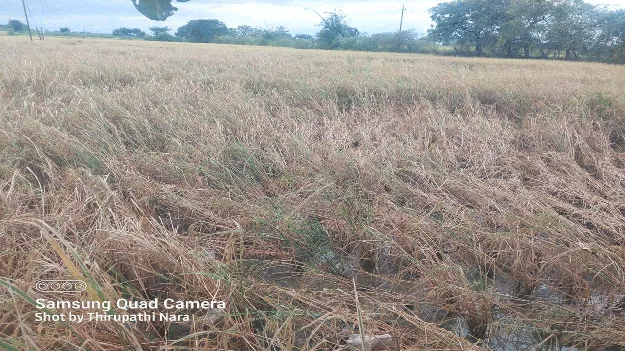 kumaram bheem asifabad- జిల్లాలో మోస్తరు వర్షం