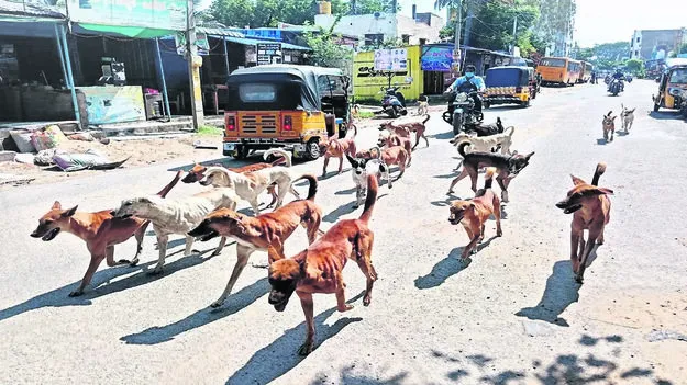 DOGS: కుక్కల బెడదతో జనం బెంబేలు