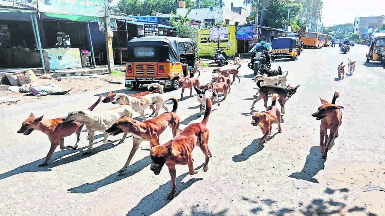DOGS: కుక్కల బెడదతో జనం బెంబేలు