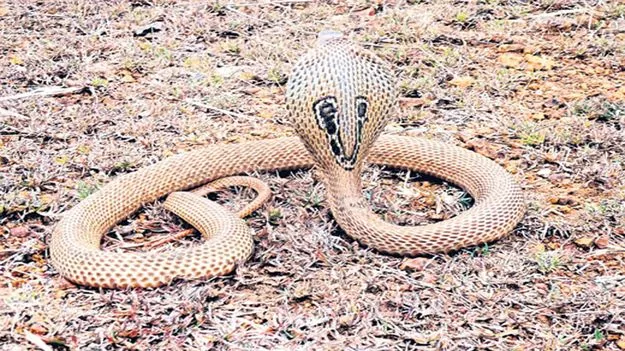 సర్పాలతో అప్రమత్తం