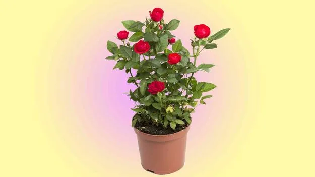 Rose Plant Care: చెట్టునిండా గులాబీలు పూయాలా