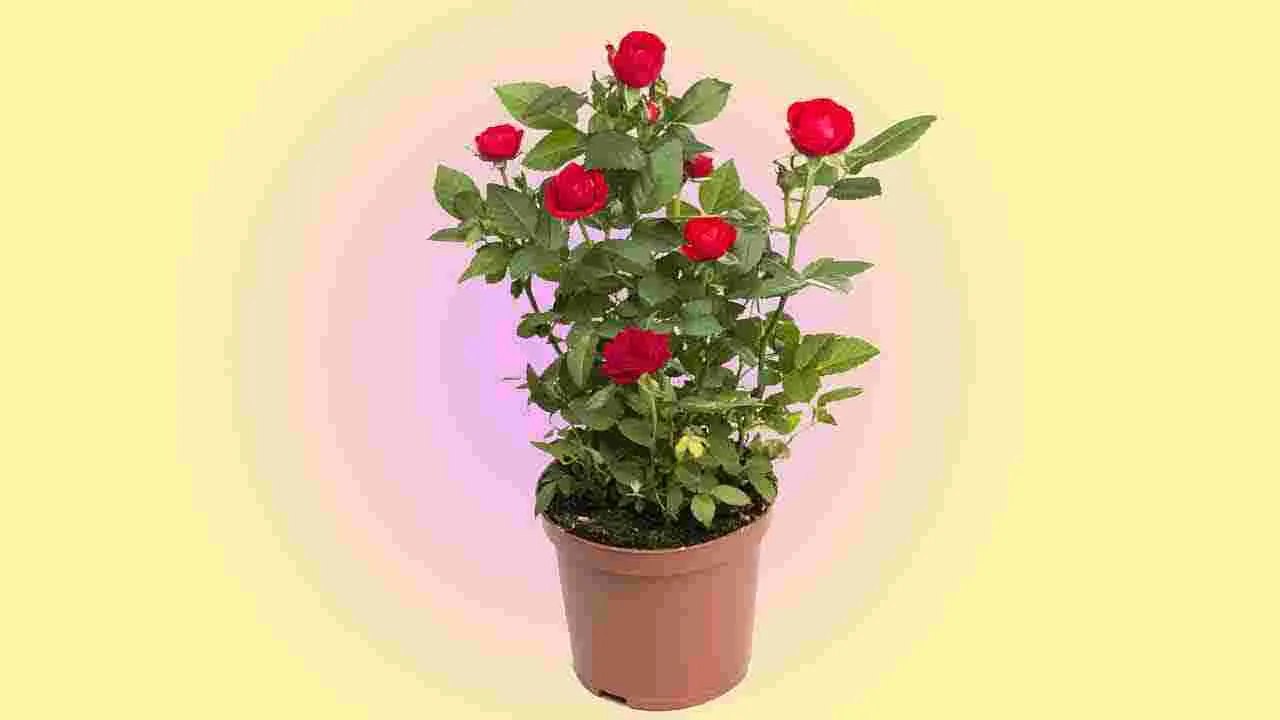 Rose Plant Care: చెట్టునిండా గులాబీలు పూయాలా