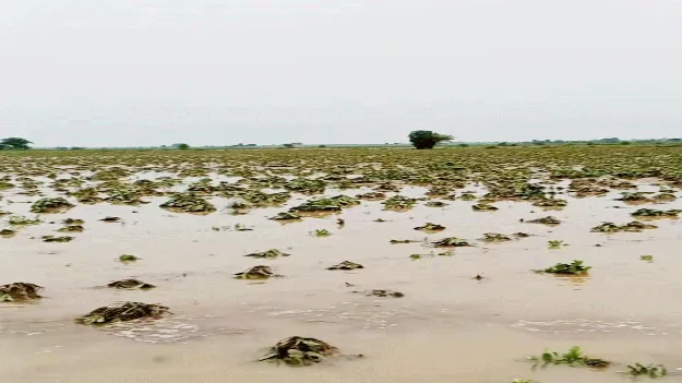 kumaram bheem asifabad- అన్నదాత విలవిల