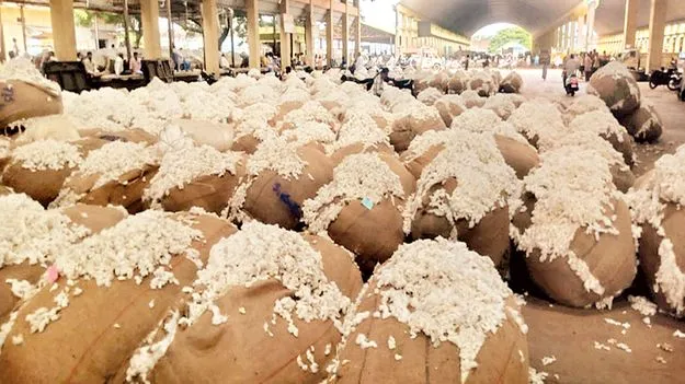 పత్తి ధర పతనం 