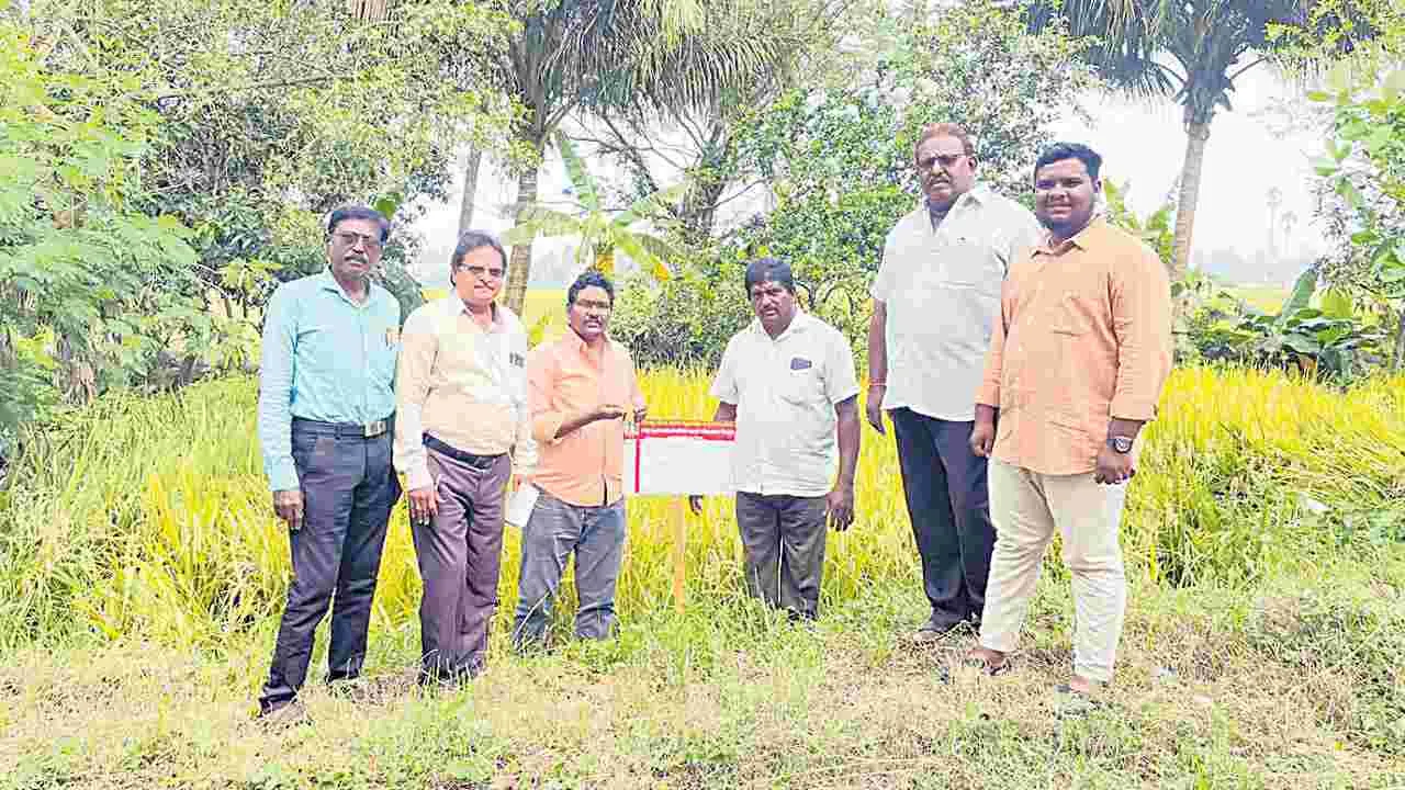 కొత్త వంగడాల సాగుతో అధిక దిగుబడులు