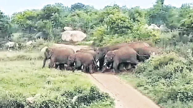 రైతులకు అండగా ‘గజ-ప్రజ యాప్‌’