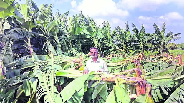 BANANA: దిగుబడి నేలపాలు