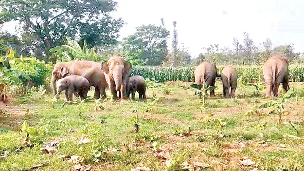  elephants: ఈసారైనా కని‘కరి’స్తారా?