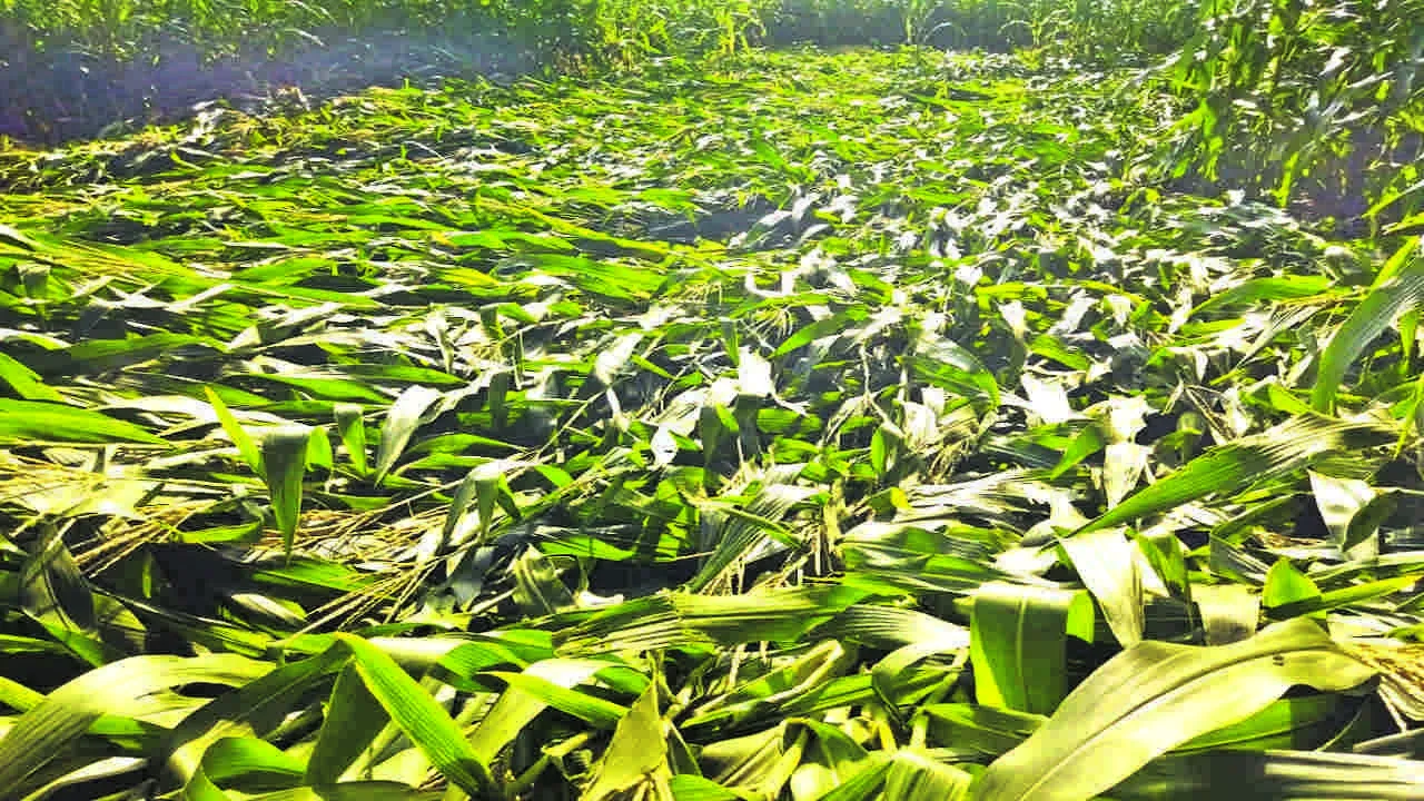 CORN: మొక్కజొన్న పంటకు గాలివాన దెబ్బ 