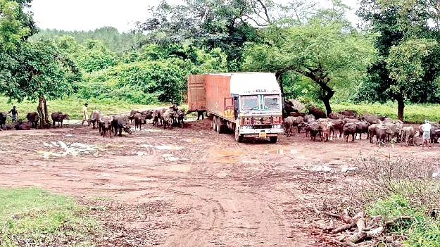cows facing problems గోవిలవిల
