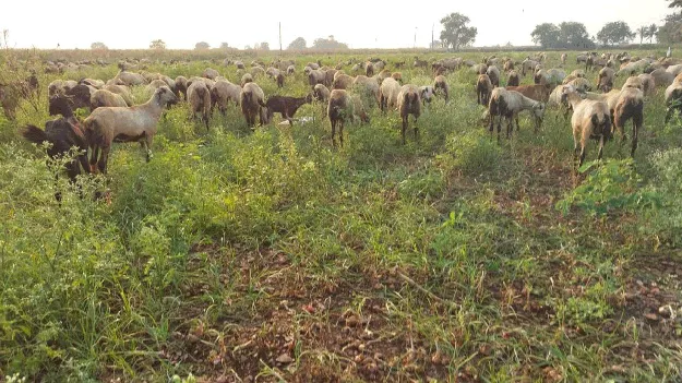 ఉల్లి పంట.. గొర్రెల పాలు
