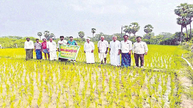 నల్లబర్లీ పొగాకు సాగువద్దు