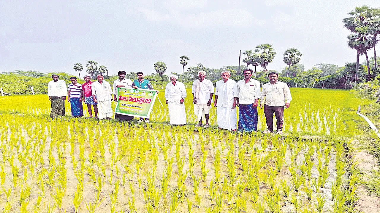 నల్లబర్లీ పొగాకు సాగువద్దు