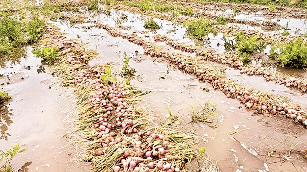 వర్షానికి ఉల్లి రైతు కుదేలు