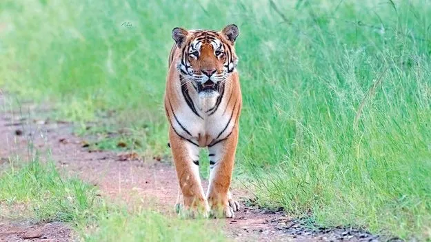  పెద్దపులుల ప్రత్యక్షం