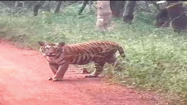 పర్యాటకులకు కనువిందు చేసిన పెద్దపులి 