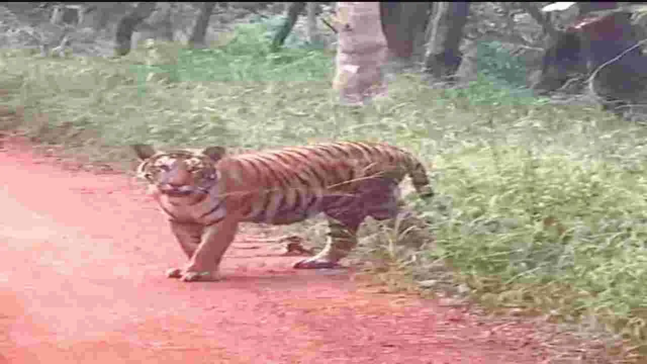 పర్యాటకులకు కనువిందు చేసిన పెద్దపులి