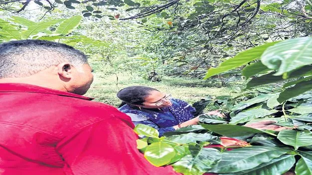 నియంత్రణలో బెర్రీ బోరర్‌ 