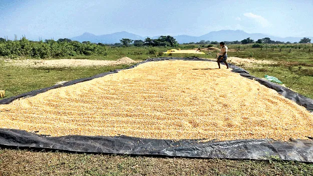 మొక్కజొన్న కొనేదెవరు?