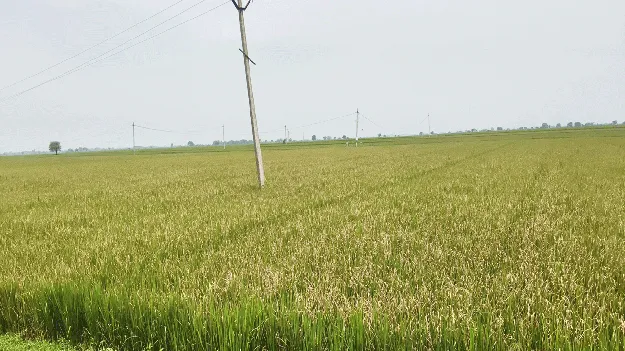 అగ్గి తెగులుతో అన్నదాత విలవిల