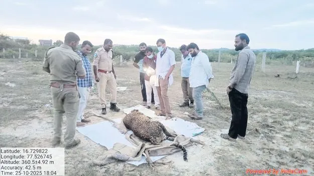 పేరపళ్ల అటవీ ప్రాంతంలో చిరుత మృతి