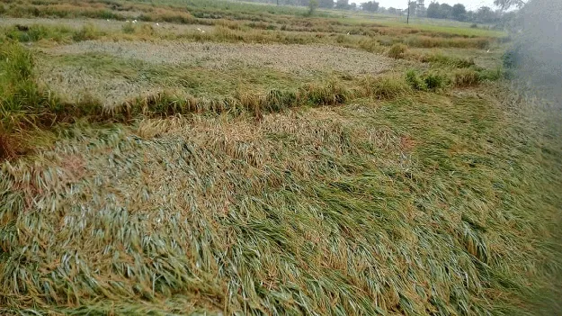 kumaram bheem asifabad-మొంథా ధాటికి రైతులు విలవిల