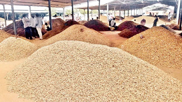 వేరుశనగ రైతు బెంగ