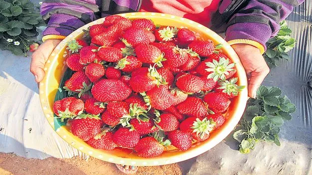 విస్తరిస్తున్న స్ట్రాబెర్రీ సాగు