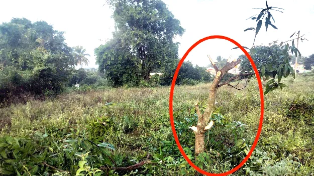 జూపల్లిలో గజరాజుల దాడులు