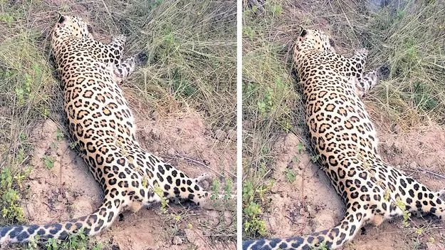 Pneumonia Suspected: గొడుగుపల్లి అడవిలో చిరుత మృతి