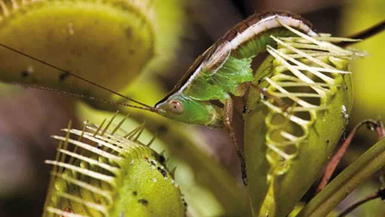 Carnivorous Plants: కీటకాలను బంధించి తినే ప్రత్యేకమైన మొక్కలు ఏవో తెలుసా..?