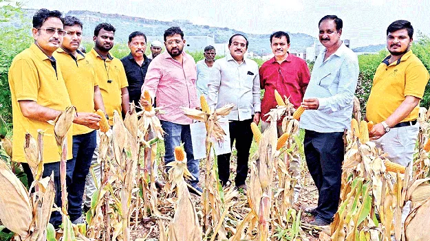 మేలికరం మొక్కజొన్నతో అధిక దిగుబడి