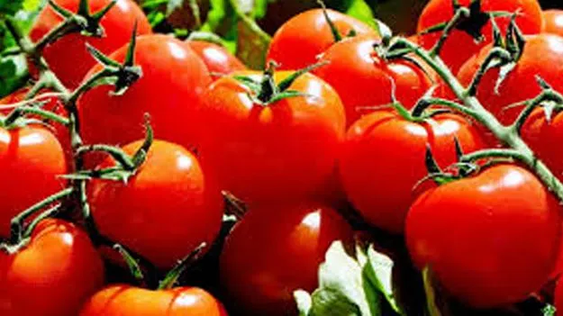 Tomato Price: టమాటా కిలో రూ.4
