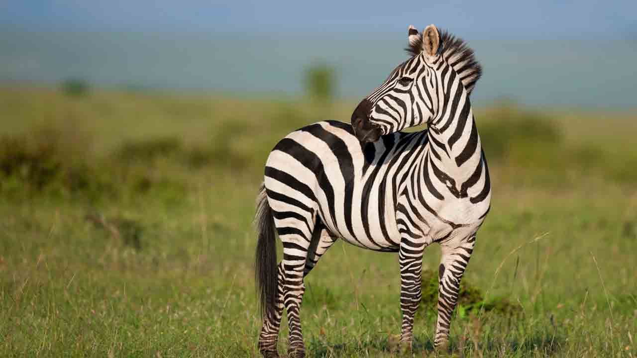 ప్రపంచంలో నలుపు, తెలుపు రంగులు కలిగిన జంతువులు ఎక్కువగా ఎక్కడ ఉంటాయో తెలుసా..?