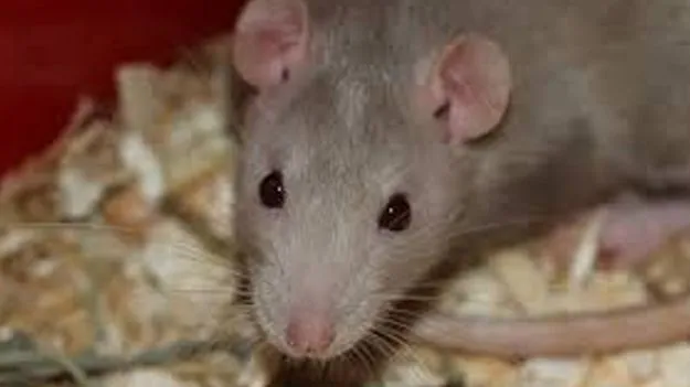 Rat Attacks in Medical College Hostels: మెడికోలపై ఎలుకల దాడి..ప్రభుత్వం సీరియస్‌