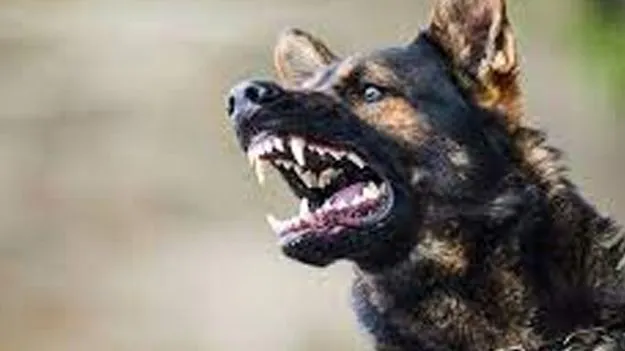 Rabies Claims One Life: రేబిస్‌‌కు ప్రతి 9 నిమిషాలకొకరు బలి