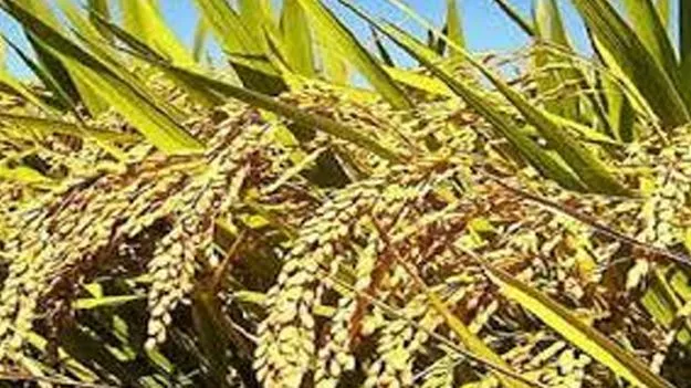 Paddy Scam: ఉత్తుత్తి ధాన్యం.. 1.86 కోట్ల కుంభకోణం!