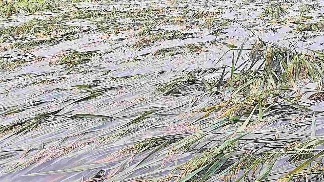 Heavy Rains: పలు జిల్లాల్లో జోరు వాన