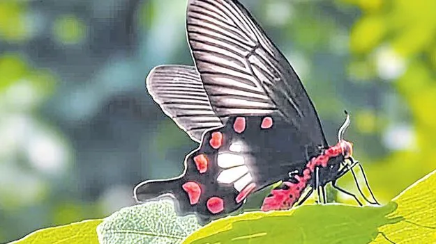 Rare butterfly species: ములుగు అడవుల్లో అరుదైన సీతాకోకచిలుకలు