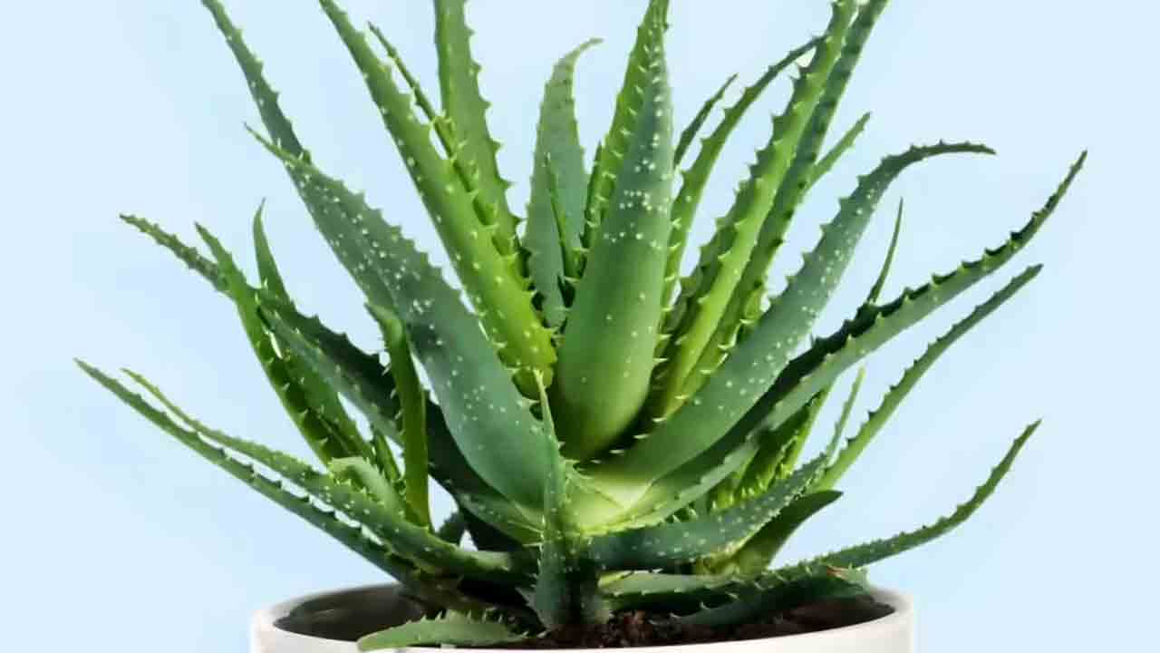 మీ ఇంటి గాలిని శుభ్రంగా ఉంచే ఆరు ఇంటి మొక్కలు ఏవో తెలుసా..?